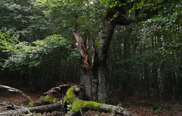 bosco riserva della duchessa